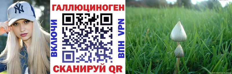 Купить закладки  Шадринск  Псилоцибиновые грибы Psilocybe 